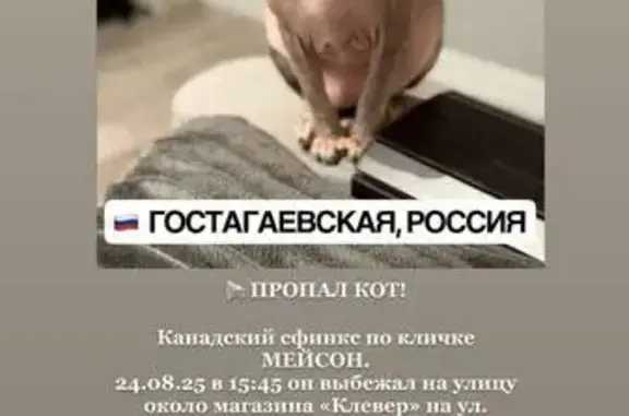 Кошки потеряшки, , фото: Потеряшка кошка, Гостагаевская, Краснодарский край