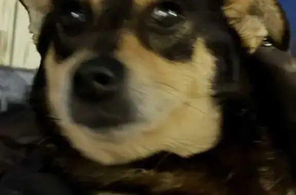 Пропала собака в Дергаево, Раменское