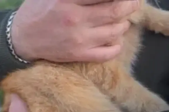 Кошка найдена: ул. Дементьева, Тула