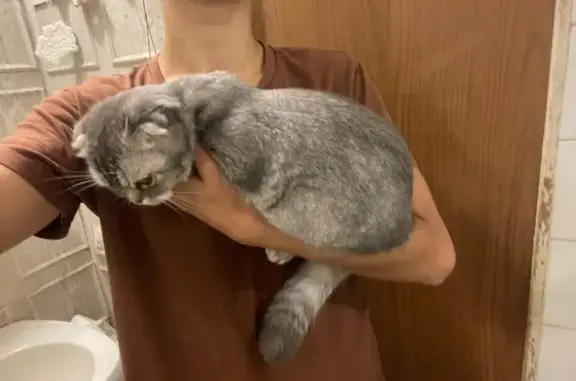 Найдена кошка, Санкт-Петербург, фото: Кошка найдена: ул. Ярослава Гашека, СПб