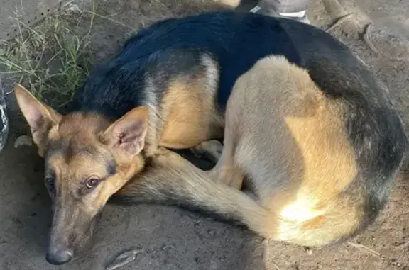 Найдена собака, , фото: Собака найдена: Воскресенский бульвар, Великий Новгород
