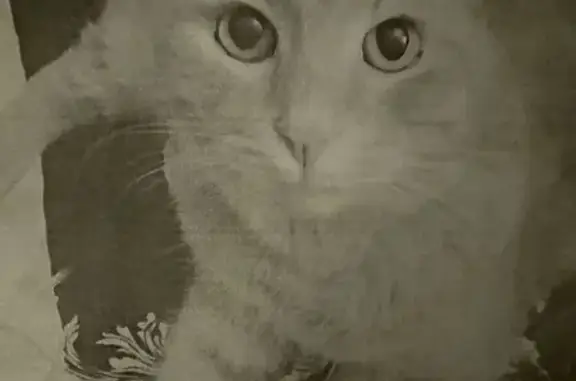 Кошки потеряшки, Красное Село, фото: Потеряшка рыжий кот, Красногородская 19