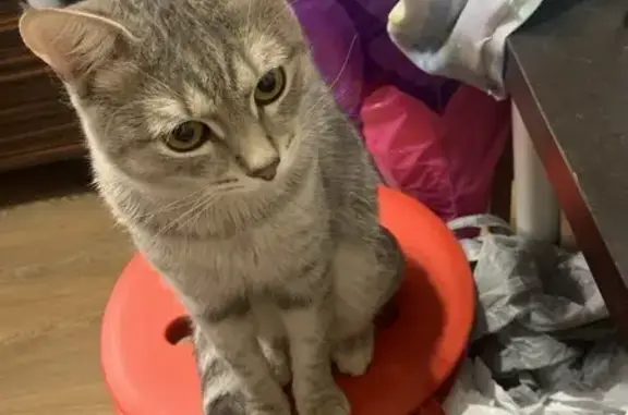 Пропала кошка, ул. Дзержинского 5, Воскресенск