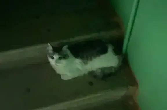 Кошка найдена: Пионерская 17А, Электросталь