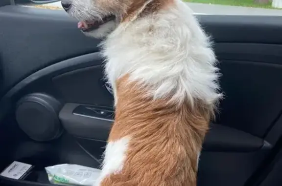 Найдена собака, Московская область, фото: Джек рассел найден в кафе, Ступино