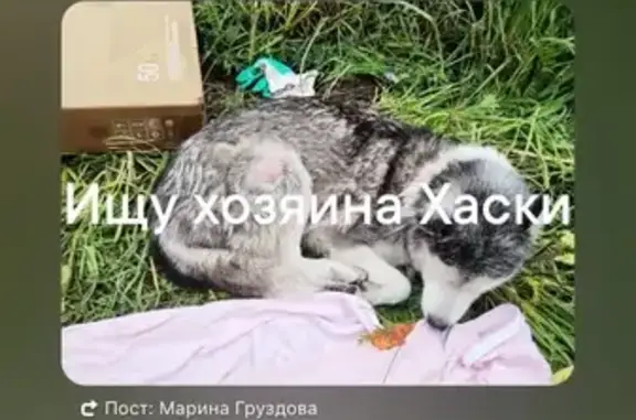Найдена собака, , фото: Хаски найдена: Касимовское шоссе, Рязань