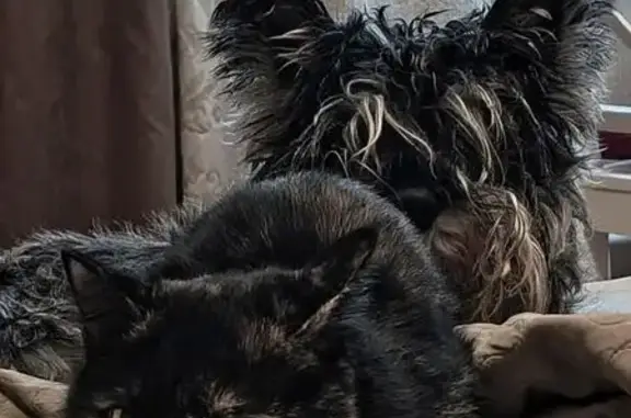 Кошки потеряшки, Пенза, фото: Потеряшка кошка, Московская ул., 5, Пенза