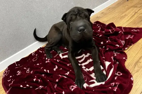 Собака найдена: Владимир, Владимирская область