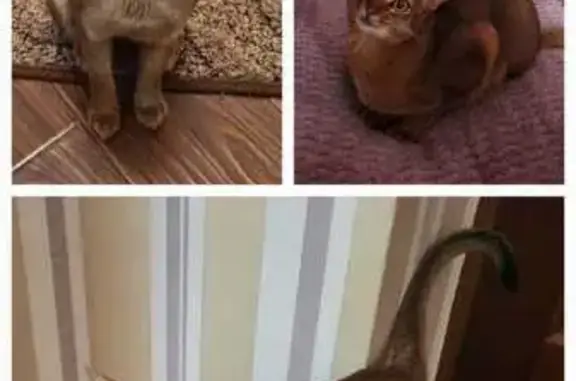 Пропала абиссинская кошка, Книжная 215