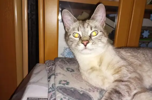 Найдена кошка, Коломна, фото: Найдена кошка, ул. Лажечникова, 12, Коломна