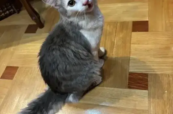 Кошка найдена: Новочерёмушкинская 60 к2