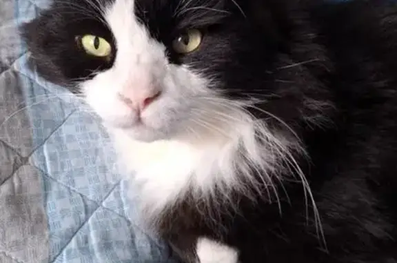 Кошки потеряшки, , фото: Потеряшка кошка в СНТ Ветерок, Снопок Новый