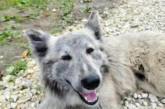 Найдена собака, Лакинск, фото: Найдена собака на ул. Свердлова, Лакинск