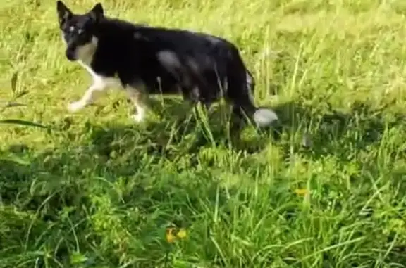 Найдена собака, , фото: Собака найдена, Певчий бульвар 3с1