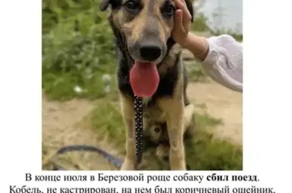 Собака найдена: Фронтовая ул., Воронеж