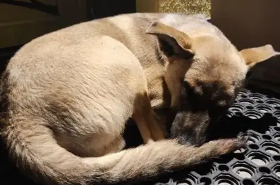 Щенок найден: ул. Павлика Морозова, 67