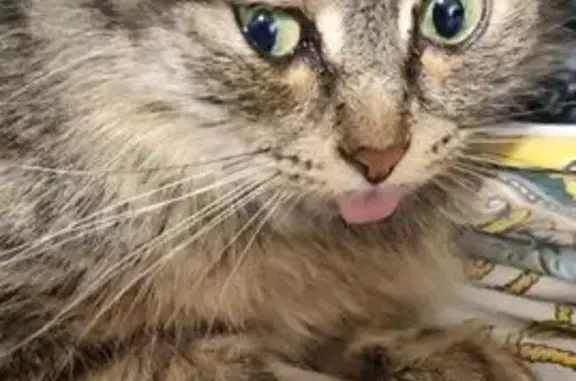 Пропала кошка у парадной в Котлах 8 августа