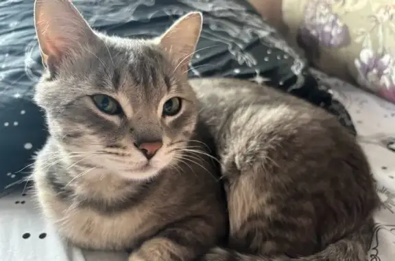 Пропала кошка, Омск, ул. Московская, 50