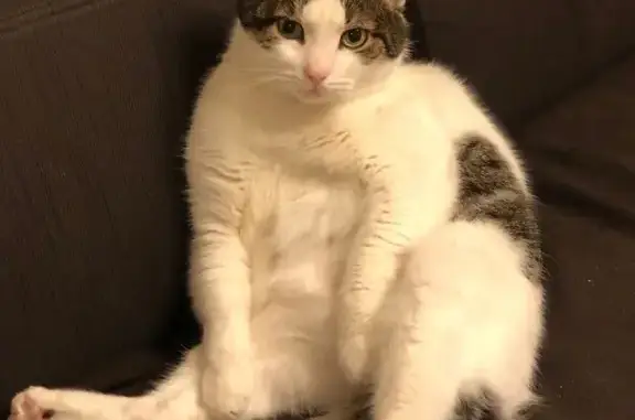 Кошки потеряшки, Москва, фото: Потеряшка кошка, Юровская ул. 92, Москва