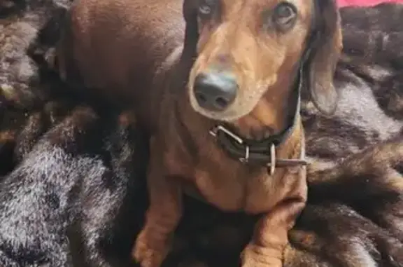 Найдена собака, район Троицк, фото: Найдена дружелюбная собака, Академическая 5