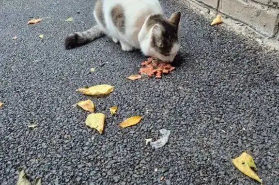 Найдена кошка, Красноярск, фото: Кошка найдена на Красной площади, 3Б