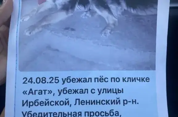 Пропала собака, Ирбейская ул., Красноярск