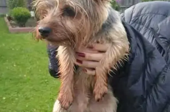 Найдена собака, Московская область, фото: Найдена собака в СНТ, Московская область