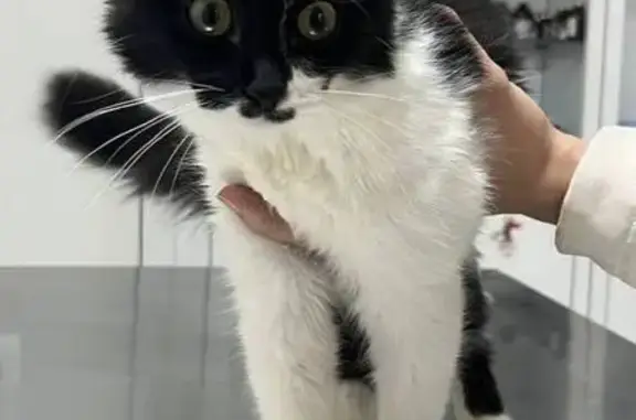 Найдена кошка на ул. Большие Каменщики, 21/8