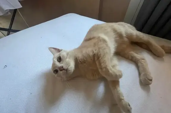 Найдена кошка, Козловская 67А, Волгоград