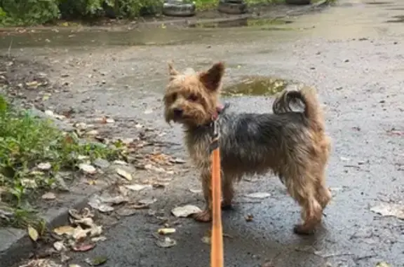 Найдена собака, Екатеринбург, фото: Собака найдена: Комсомольская 14, Екб