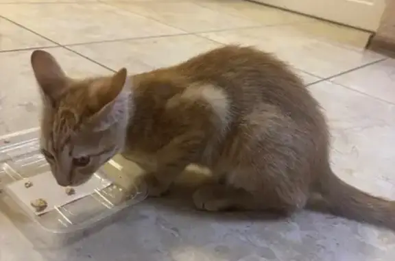 Найдена кошка, Краснодар, Гаражная 71