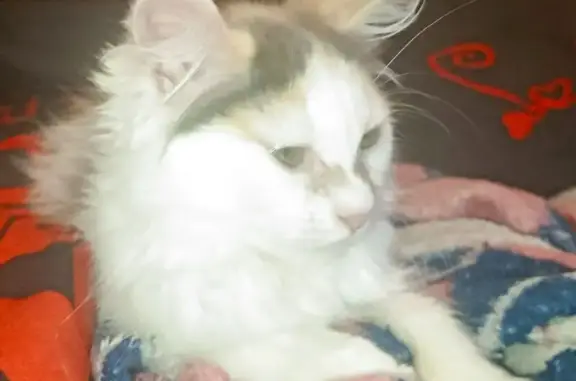 Пропала кошка, Саяногорск, Белая 59