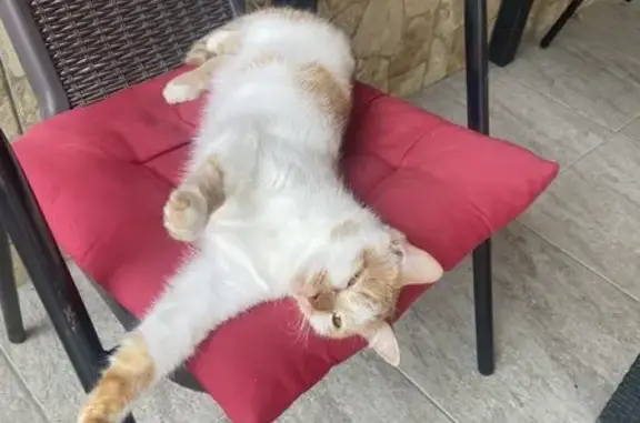 Найдена кошка, Екатеринбург, фото: Кошка найдена на Академической, 28А