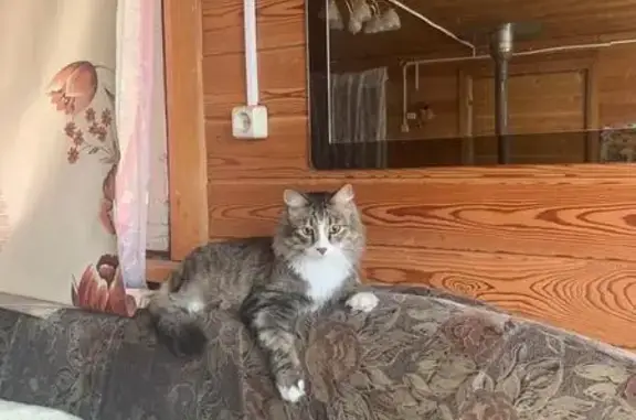 Кошки потеряшки, Иркутская область, фото: Потеряшка кот, Братск, ул. Садовая 20