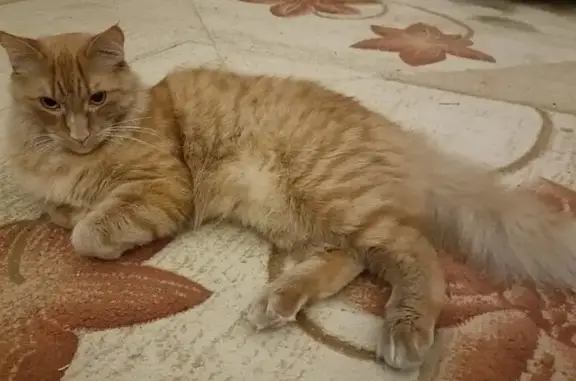 Кошки потеряшки, Красноярск, фото: Потеряшка кошка, Новая ул. 14, Красноярск