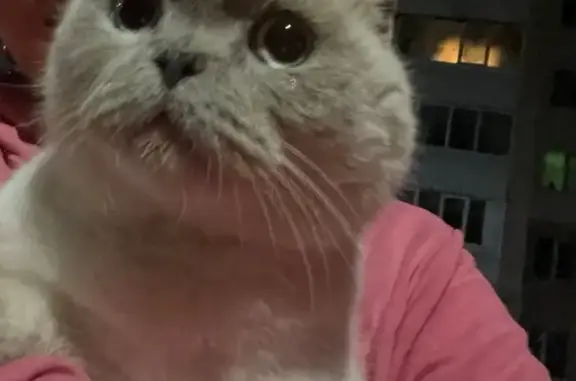 Найдена кошка, Уфа, фото: Кошка найдена: ул. Юрия Гагарина, 3, Уфа