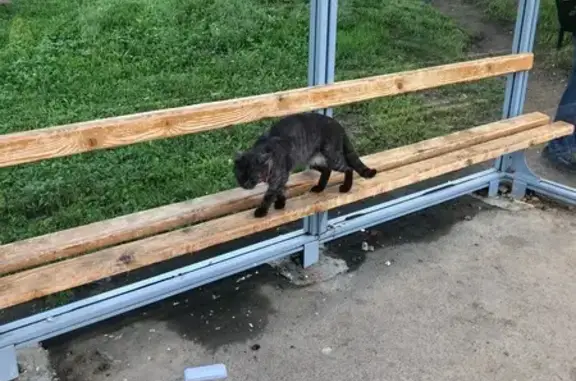 Кошка найдена на ул. Энтузиастов, Чебоксары