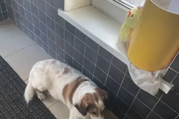 Найдена собака, Пермь, фото: Собака найдена: ул. Беляева, 9, Пермь