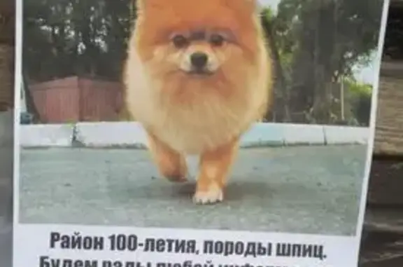 Потерянные животные Владивосток, фото: Пропала собака, Печорская ул., Владивосток