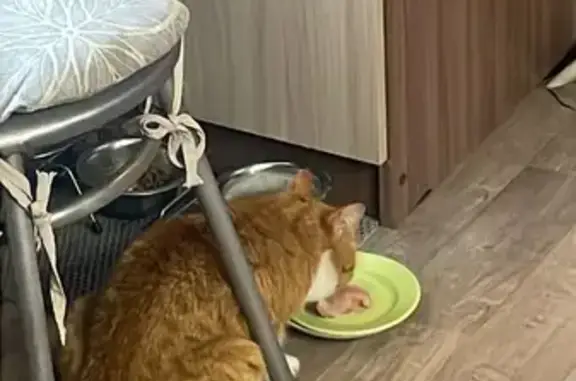 Кошки потеряшки, Пласт, фото: Потеряшка кошка, Берёзовая 6, Пласт