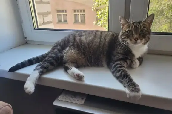 Потерянные животные Мытищи, фото: Пропала кошка, Шараповская ул. 8 к2, Мытищи