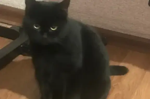 Кошка найдена: Измайловский бульвар, 15
