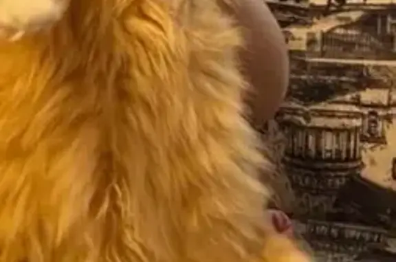 Пропала кошка, Тихвин, Ленобласть