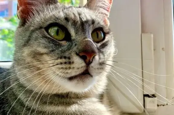 Кошки потеряшки, Тюмень, фото: Потеряшка кошка, ул. Революции 216, Тюмень