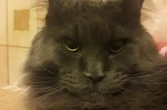 Пропала кошка, Омская ул. 6, Нижневартовск