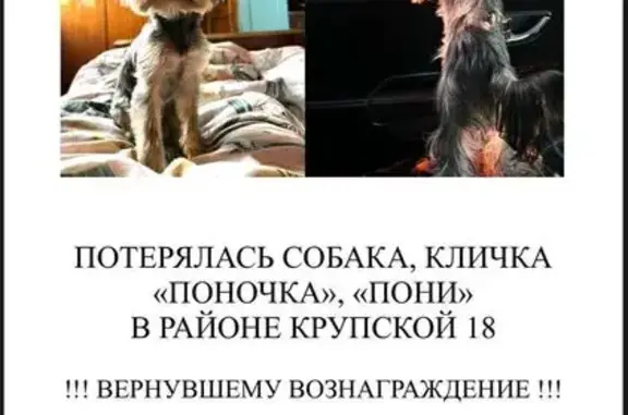 Пропала собака, ул. Крупской, Братск