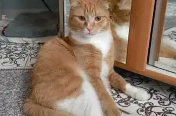 Пропал рыжий кот, ул. Урицкого, Бердск