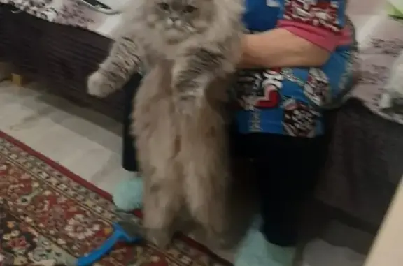 Пропала кошка, Сибирская ул., Новый Уренгой