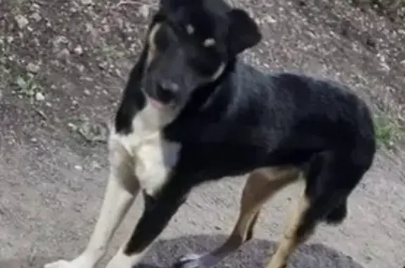 Собака найдена на ул. Мокроусова, Белгород