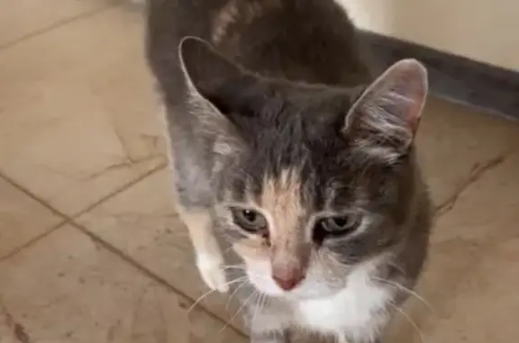 Пропала кошка, ул. Толмачёва, 27А